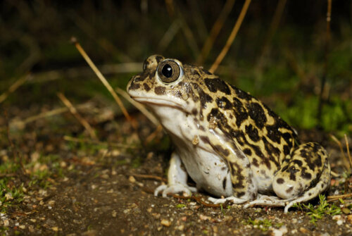 Characteristics of the Wagler's Spadefoot Toad
