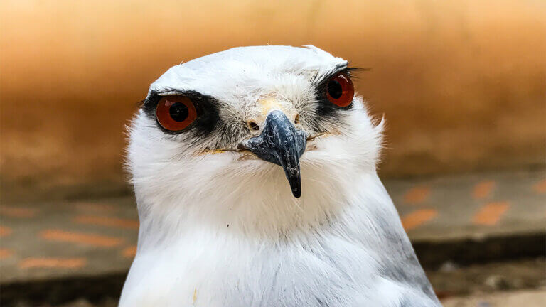 AMUS, a Spanish Rescue Center that's in Danger