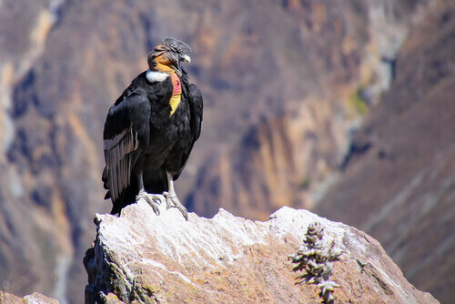 Andeskondoren er eksempel på fauna i Andesbjergene