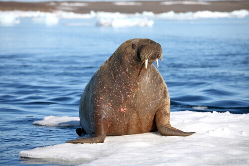 A walrus on a chunk of ice in the ocean.