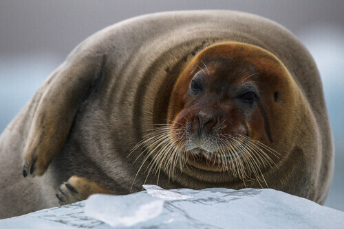 A bearded seal lying on the ice.