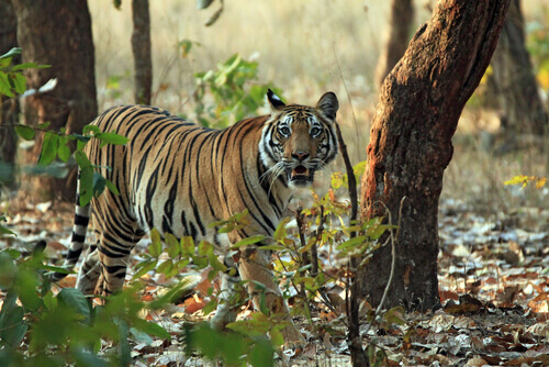 A bengal tiger walking among trees.