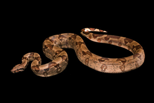 The image of a large snake on a black background.