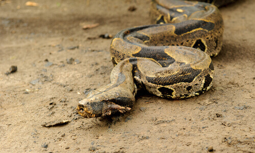 Boa Constrictor: Χαρακτηριστικά, Συμπεριφορά και Ενδιαίτημα