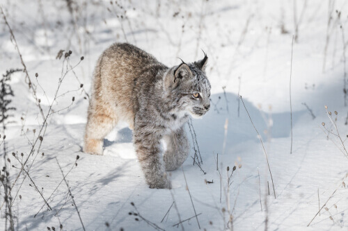 A Canada lynx walking in the snow.