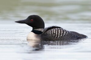 Common Loon: Characteristics, Habitat and Reproduction