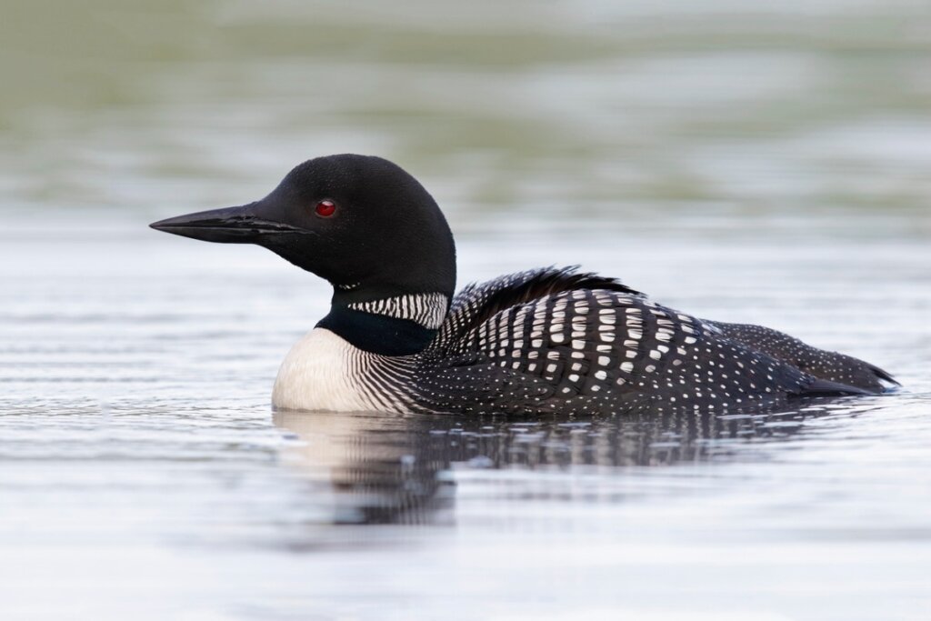 Common Loon: Χαρακτηριστικά, βιότοπος και αναπαραγωγή