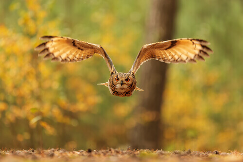 An owl in flight.