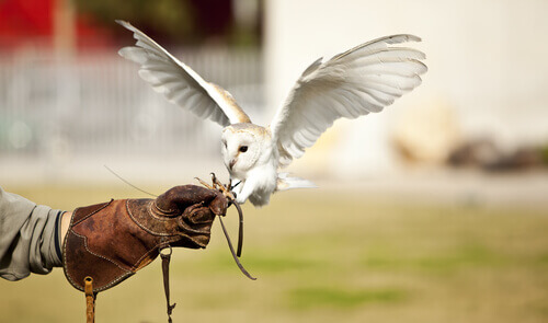 An owl hunting from a trainers gloved hand.