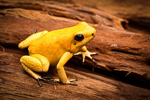 A golden dart frog.