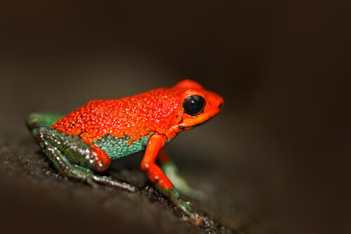 A granular poison frog.