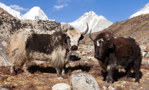 Himalajan kansallispuisto on yksi Intian uusimpia kansallispuistoja.