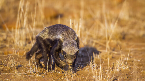 A honey badger in a brown field.
