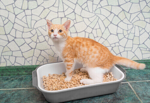 An orange and white cat using the litter box.