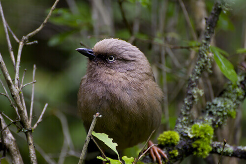 Jiuzhaigou National Parkwas founded in 1992 in China.
