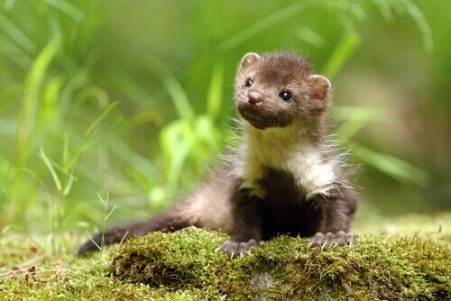 A small brown and white marten.