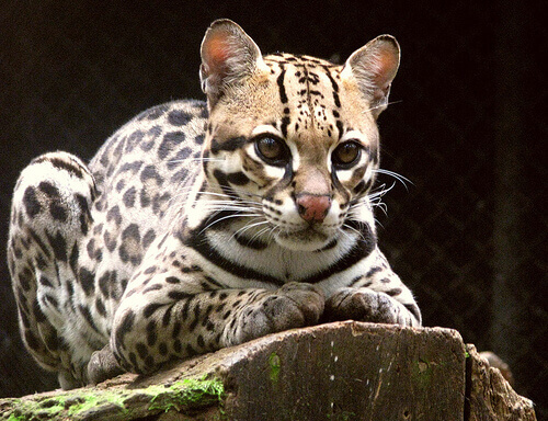 The ocelot is an indigenous feline in South America.
