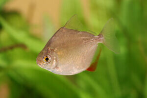 Discover These 5 Frugivorous Animals