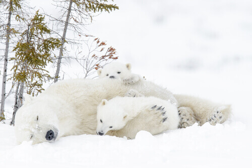 A mother polar bear lying in the snow with her two cubs.