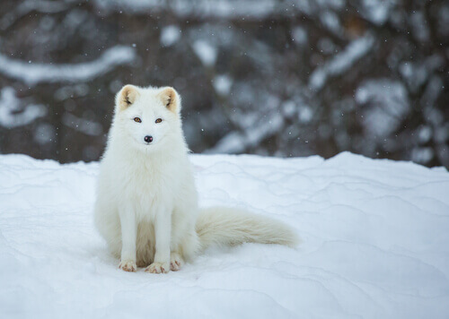 A polar fox in the snow.