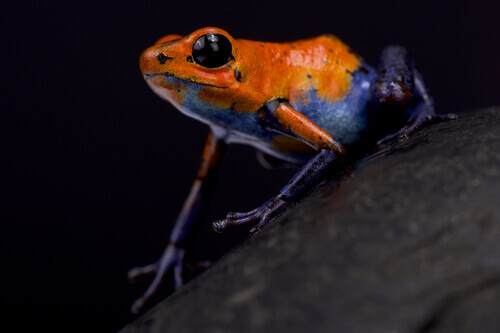 A strawberry poison frog.