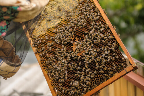 A bee colony.