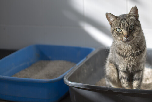 A cat sitting in its litter box.