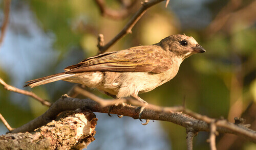 A honeyguide perched on a branch.