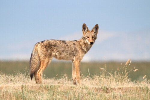 A coyote.