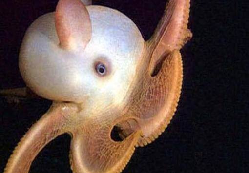 A white dumbo octopus.