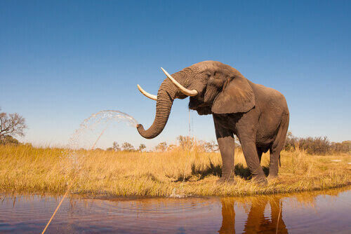 An elephant spraying water from its trunk.
