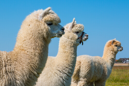Three alpacas in a field.