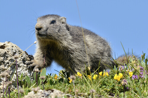 An alpine marmot among the grass.