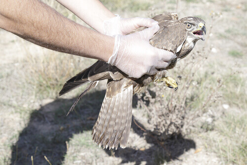 AMUS rescue center: a rescue worker holding a bird.