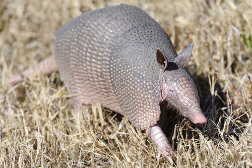 An armadillo.