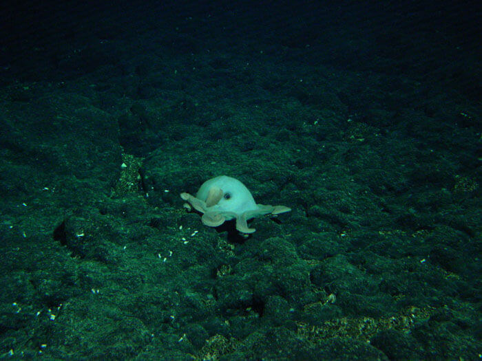 An octopus on the sea floor.