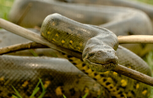 Anaconda: characteristics and habitat.