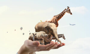 Animal welfare awards encourage conservation.