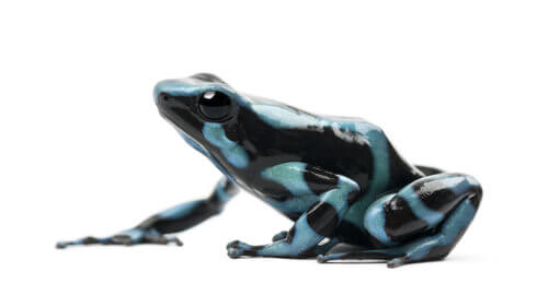 The Poison Dart Frog, the Most Poisonous Frog in the World