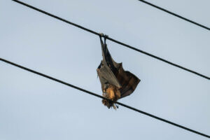 A bat hanging on a power line: a clear example of an ecological trap.