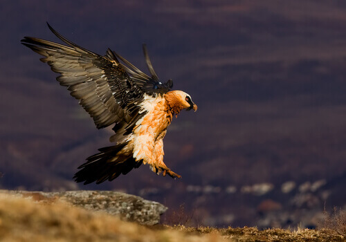 A bearded vulture coming in to land.