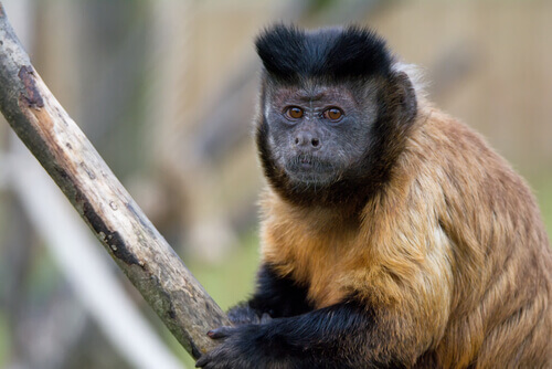 Black-capped capuchin isn’t yet endangered.