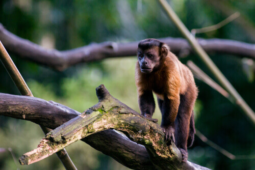 The black-capped capuchin knows how to use tools.