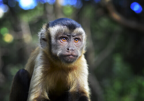 Curiosities About the Black-Capped Capuchin
