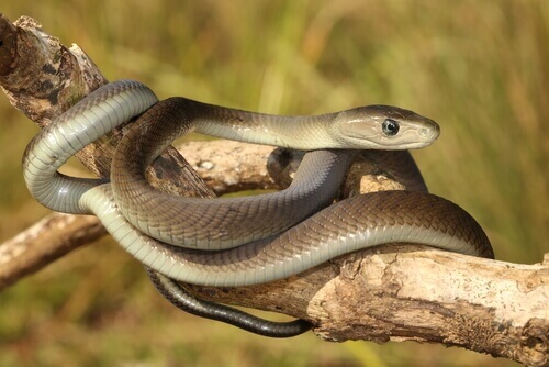 Die 5 giftigsten Schlangen