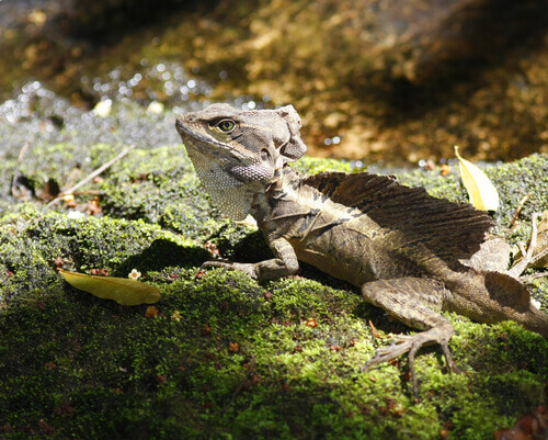 Black spiny-tailed iguana: one of the reptile species that inhabit Corcovado National Park.