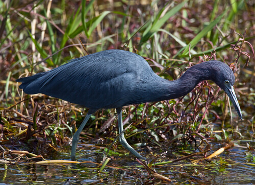 A blue heron searching for food.