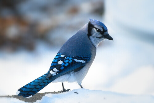 A blue jay in the snow.