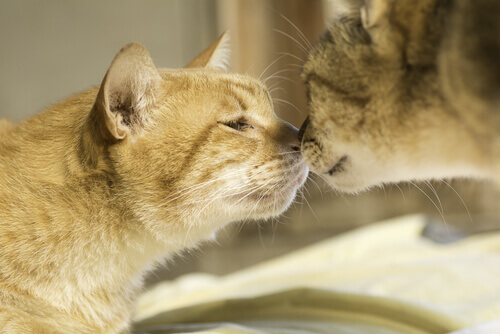 Discover All About the Body Odor of Cats