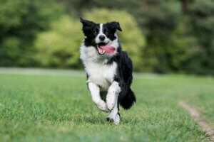 Border Collie running.